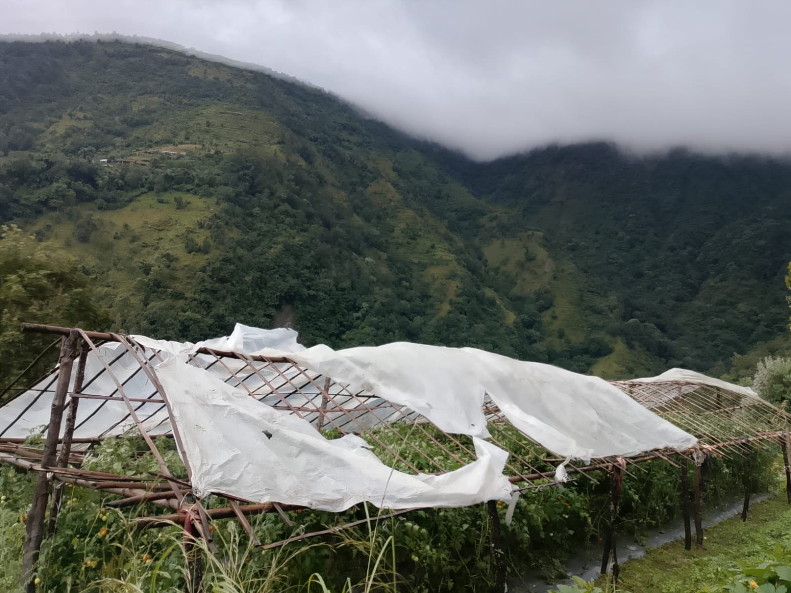 हुरीले गोलभेँडा खेतीमा क्षति